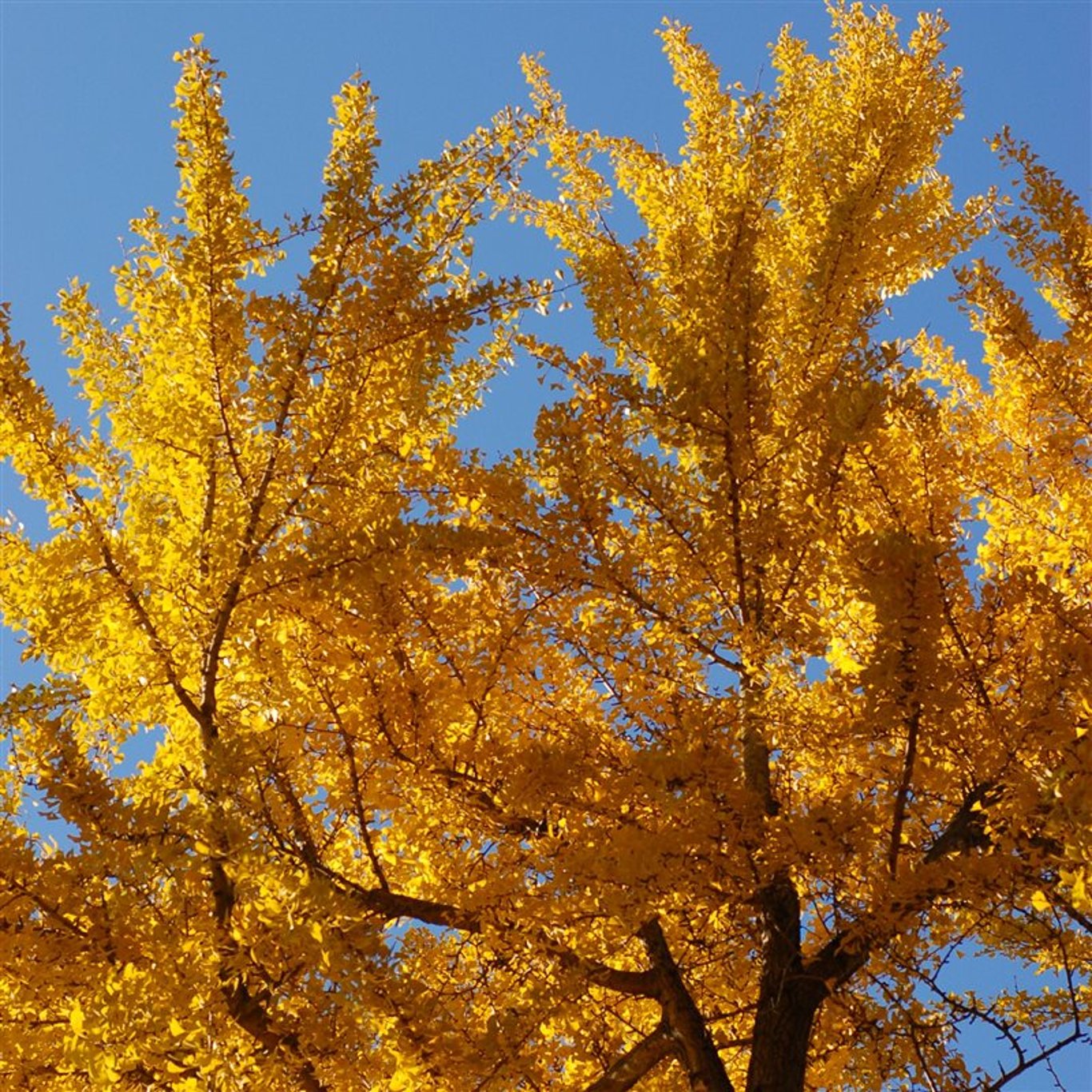 Ginkgo – Ginkgo biloba - C3 50-60 CM